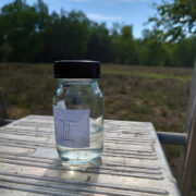 Urtinktur der Birke Blütenessenzen