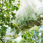Birke Uressenz für die Blütenessenzen